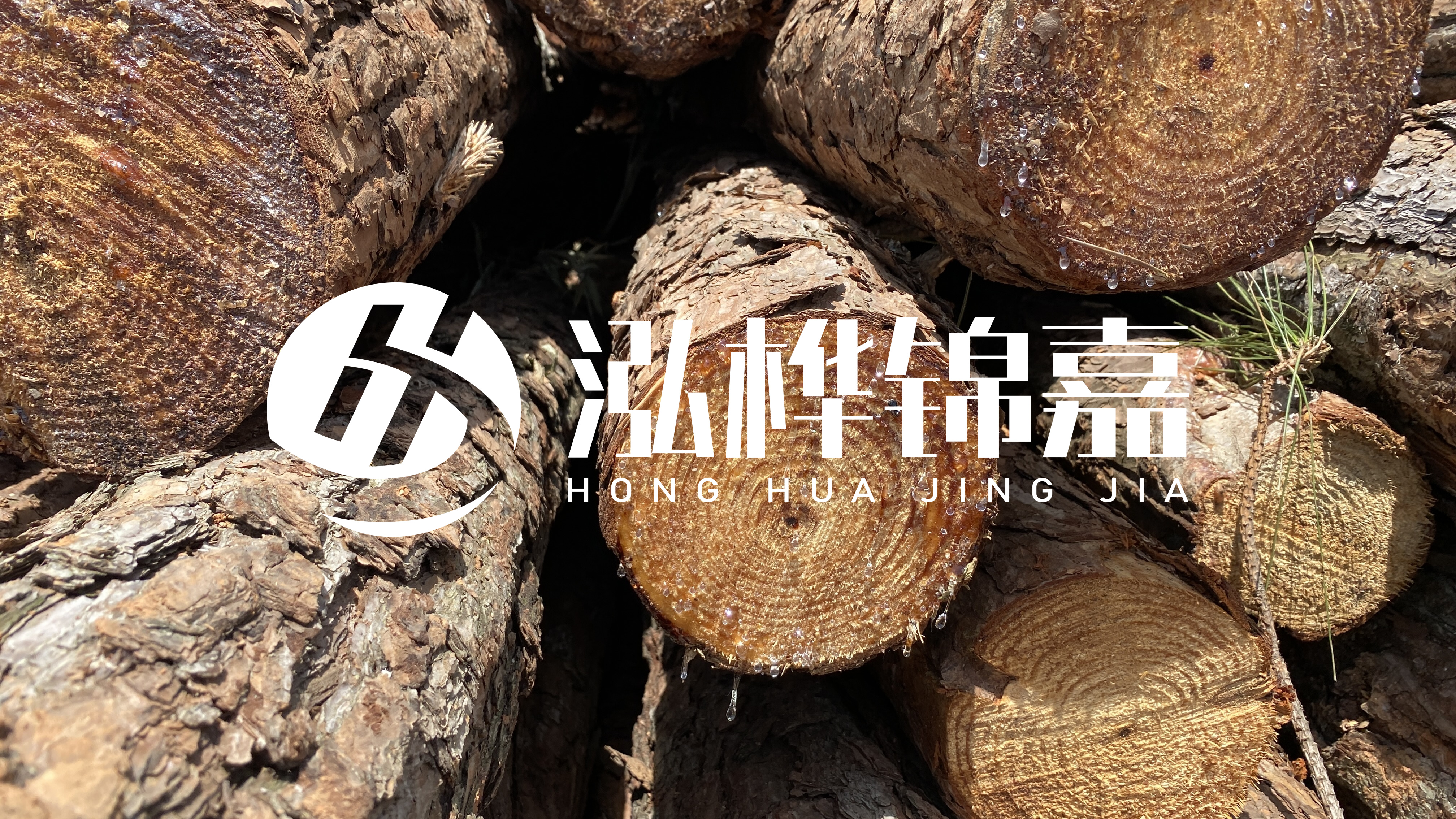 為什么要用松木樁治理河道？