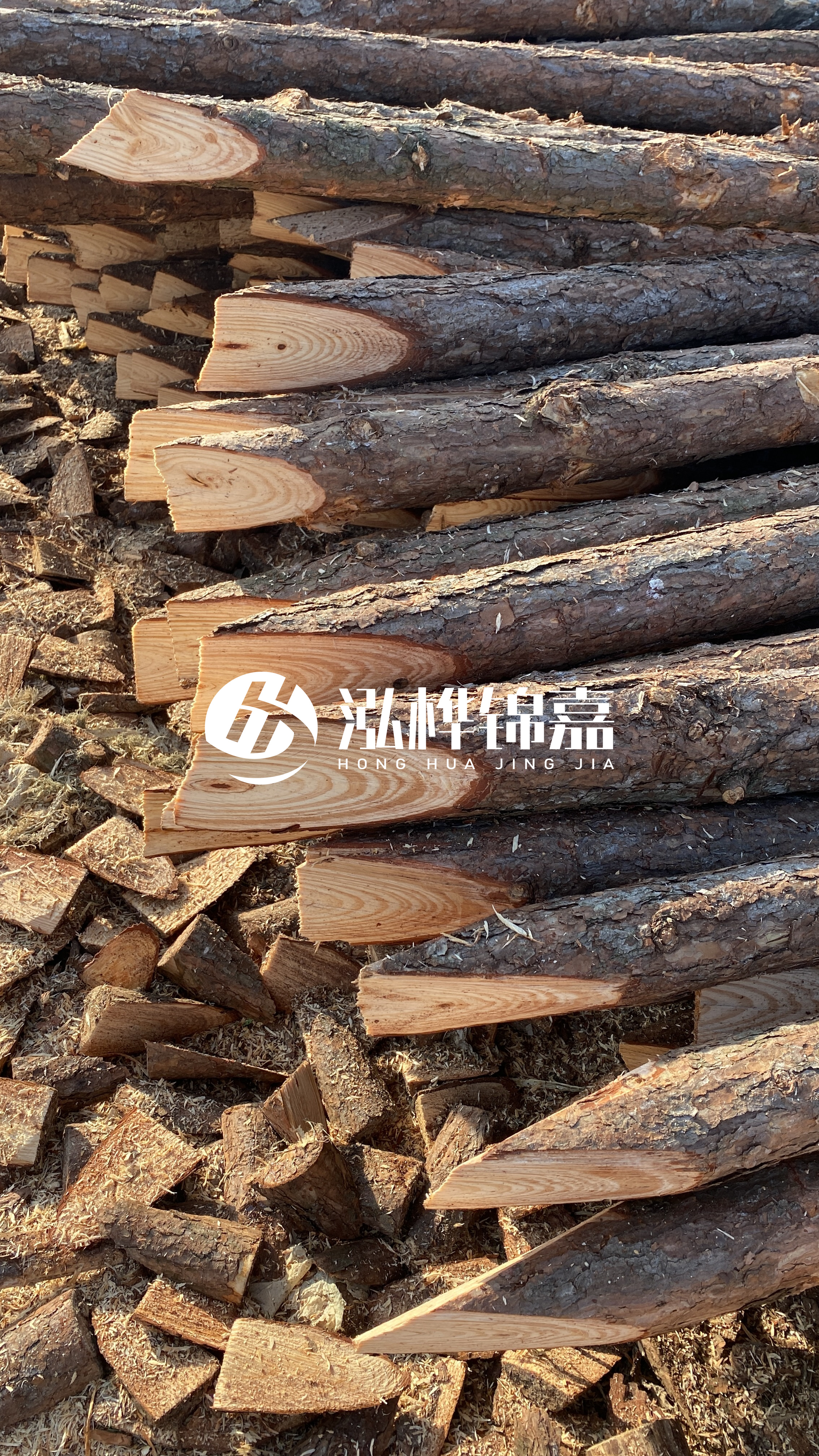 松木樁怎么分辨好壞？學(xué)會這幾招，輕松分辨松木樁好壞不踩雷！